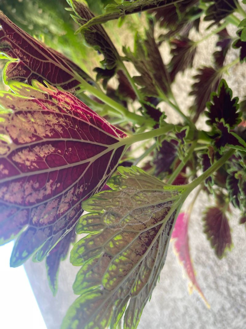 Crowded Inner Leaves Can Hide The Problem Longer Crowded Inner Leaves Can Hide The Problem Longer