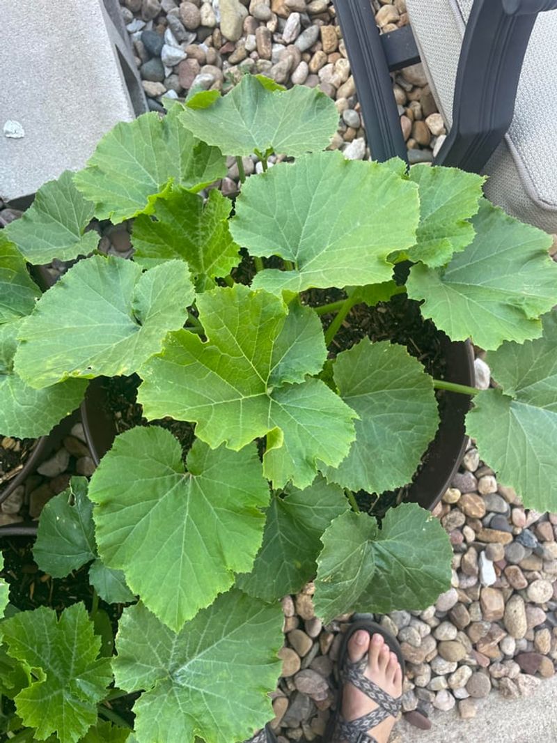 Crowded Leaves Make Missed Zucchini Easy Crowded Leaves Make Missed Zucchini Easy