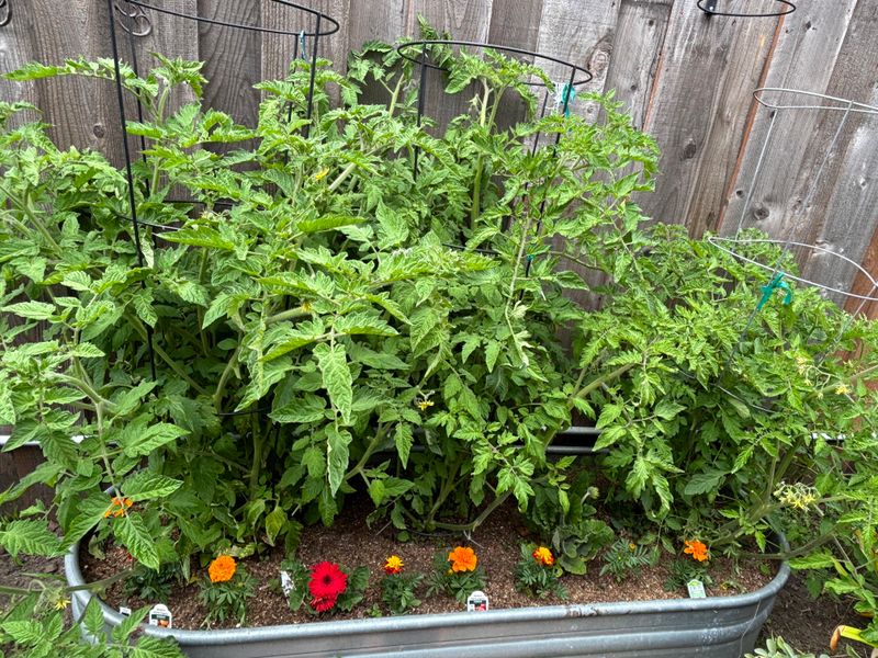 Crowded Plants Block Airflow And Light