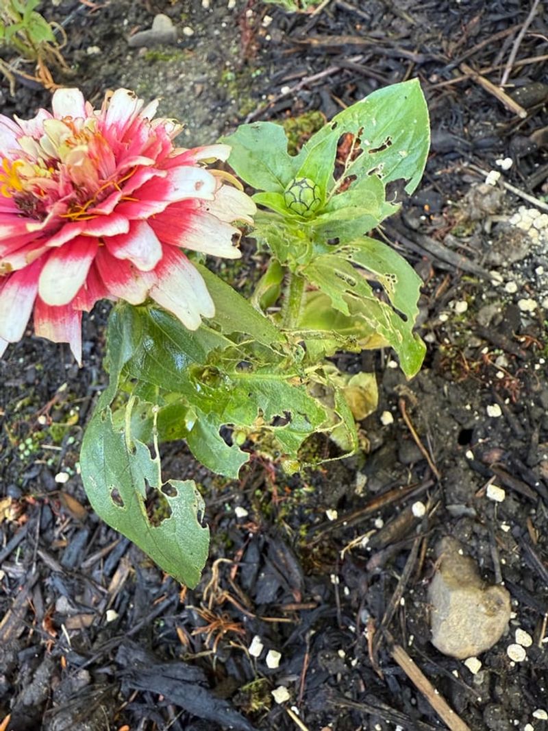 Crowded Plants Lose Airflow Fast Crowded Plants Lose Airflow Fast