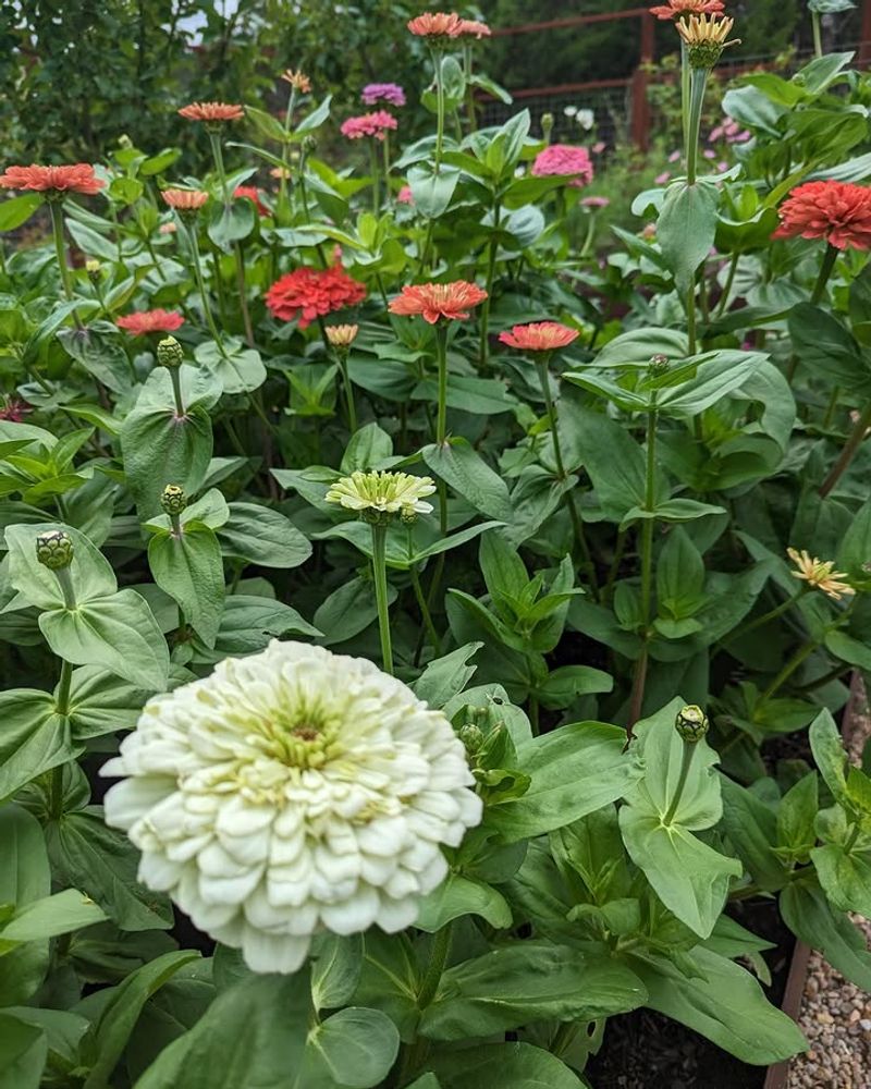 Crowded Plants Stay Damp And Stuffy Crowded Plants Stay Damp And Stuffy