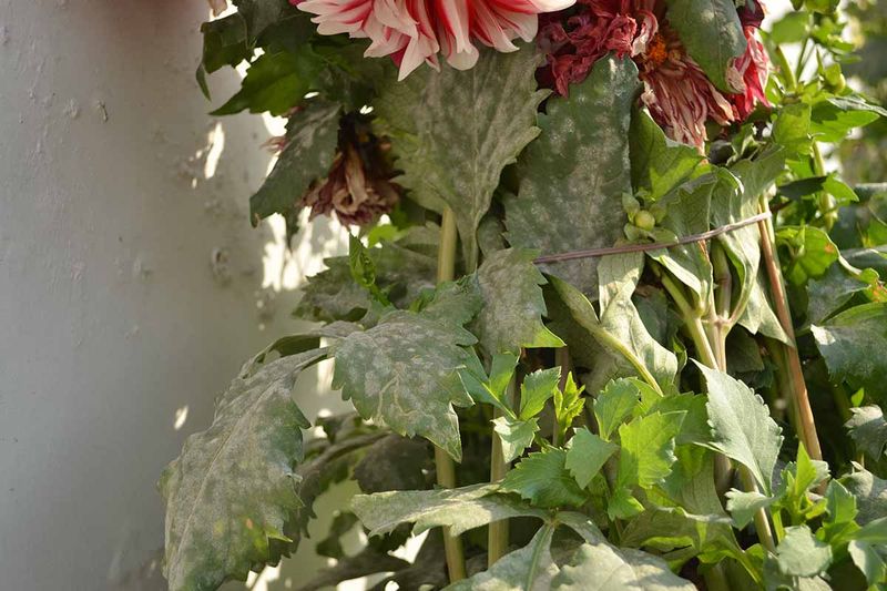 Crowded Plants Trap Humid Air Crowded Plants Trap Humid Air