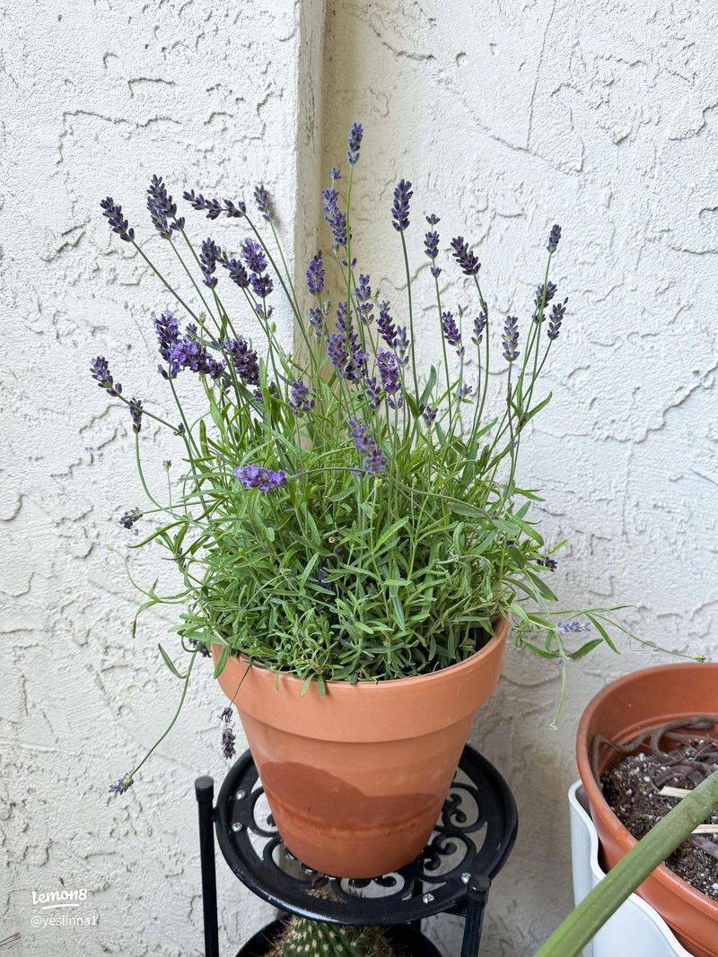 Crowded Pots Give Thrips More Hiding Places