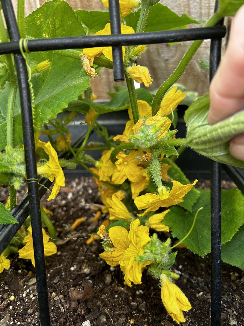 Crowded Vines Are Trapping Moisture Crowded Vines Are Trapping Moisture