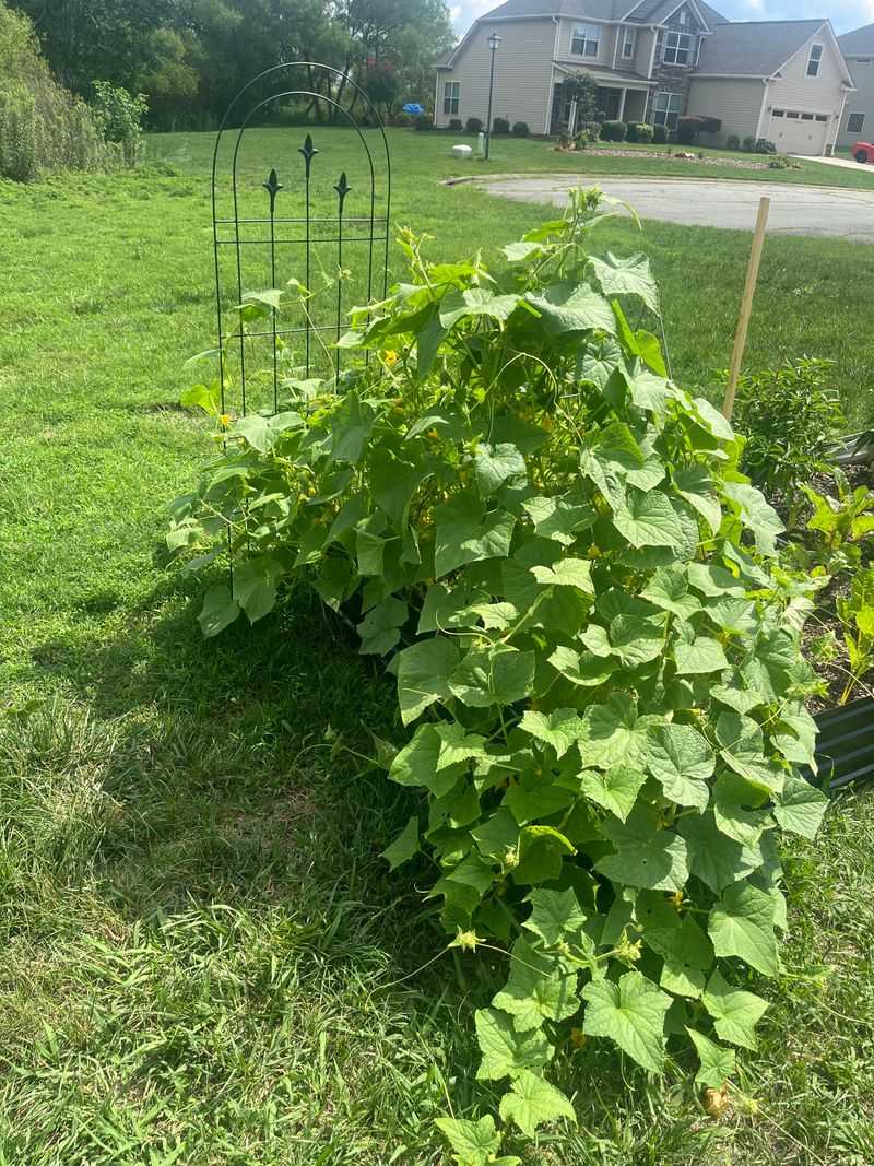 Crowded Vines Make Pollination Harder Crowded Vines Make Pollination Harder