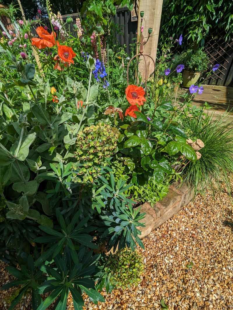Crowding Plants Into One Continuous Bed