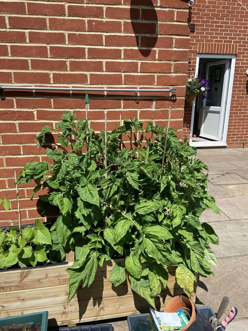 Crowding Plants So Foliage Stays Damp