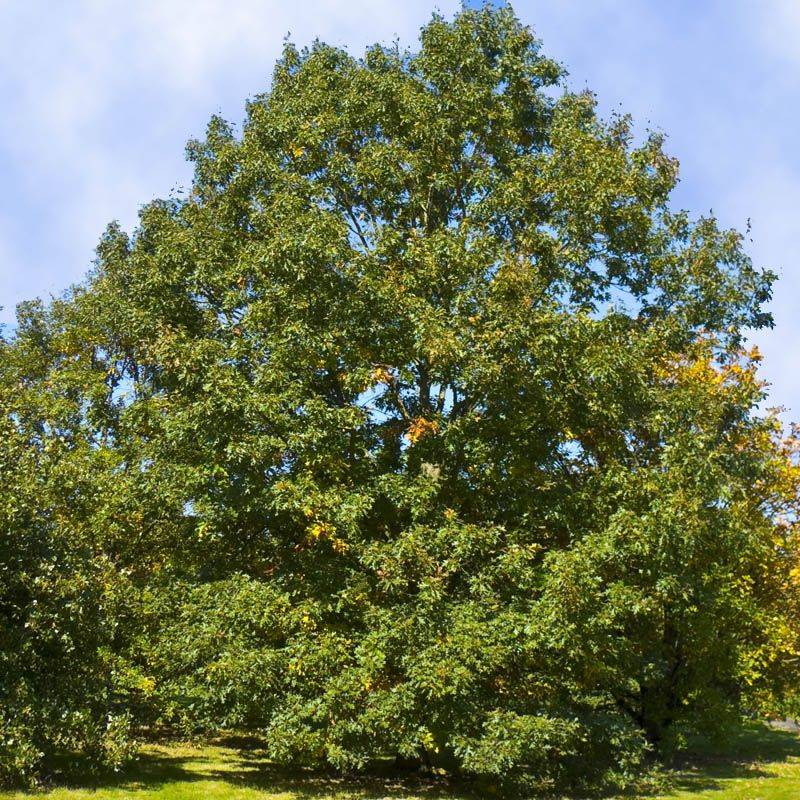 Crown Native Oaks As The Caterpillar Champions Crown Native Oaks As The Caterpillar Champions