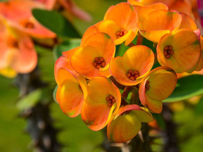 Crown Of Thorns Blooms Without Constant Babying