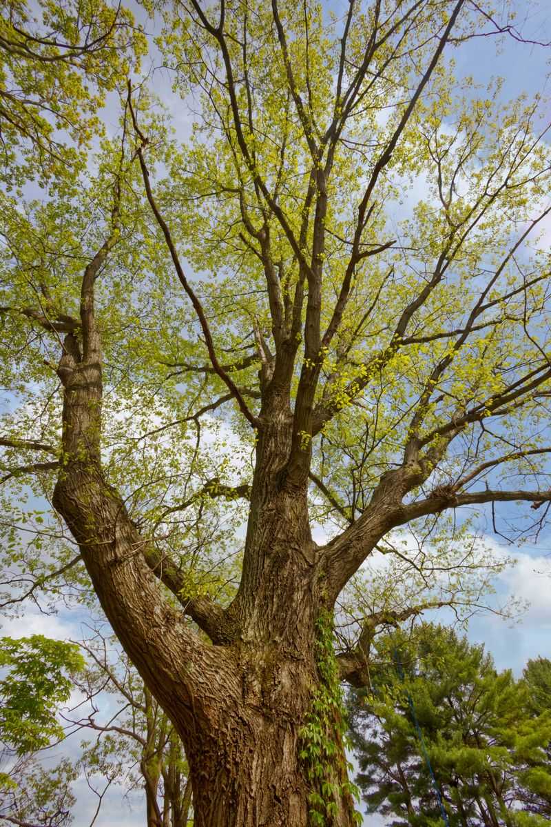 Crown Retains At Least Half Its Branches Crown Retains At Least Half Its Branches