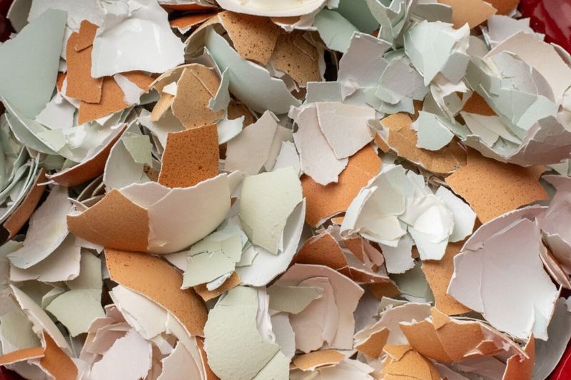 Crushed Eggshells Work Slowly In The Pile Crushed Eggshells Work Slowly In The Pile