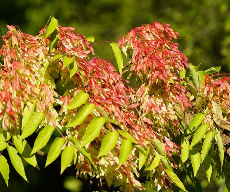 Crushed Leaves Have A Strong Odor Crushed Leaves Have A Strong Odor
