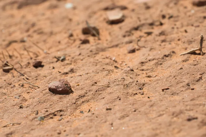 Crusted Soil Sheds Water Fast Crusted Soil Sheds Water Fast