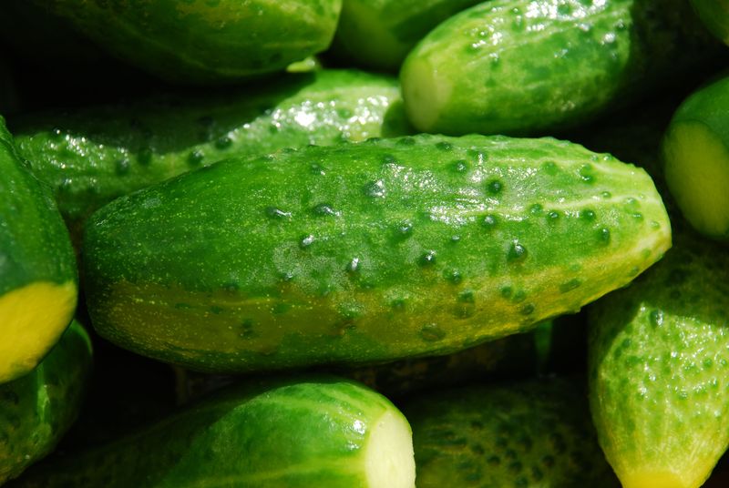 Cucumber (2026 Hybrid) Cucumber (2026 Hybrid)
