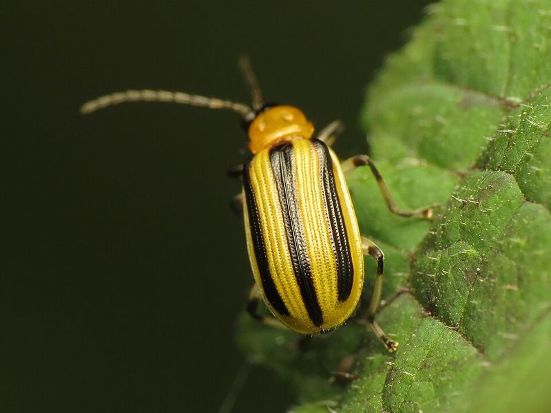Cucumber Beetles Are The Real Culprit Behind This Disease Cucumber Beetles Are The Real Culprit Behind This Disease