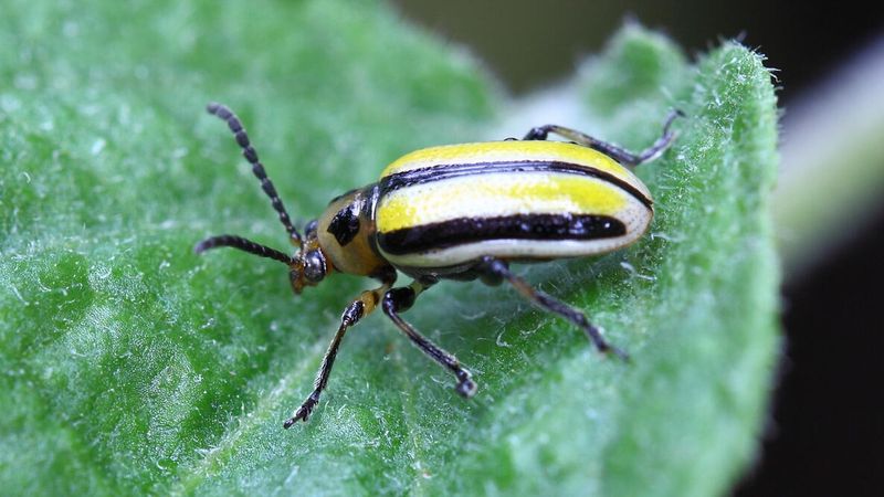 Cucumber Beetles Feed On Flowers