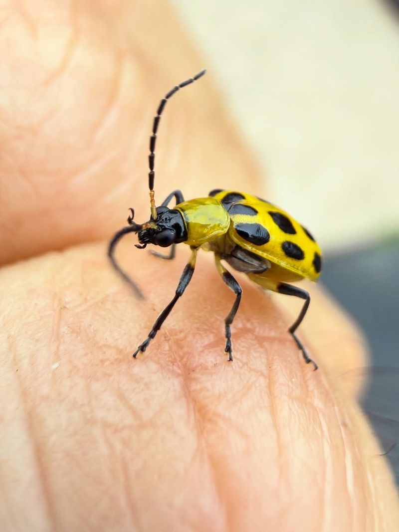 Cucumber Beetles May Have Spread Bacterial Wilt
