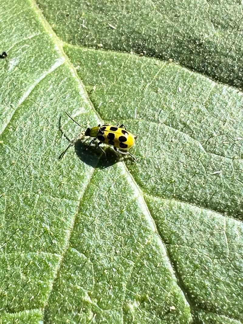 Cucumber Beetles Or Other Pests Are Active On The Plants