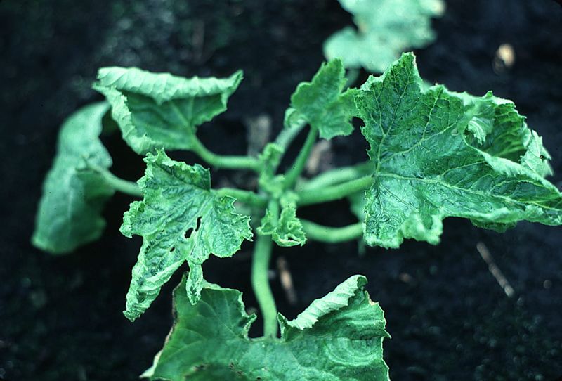 Cucumber Mosaic Virus And Related Viruses