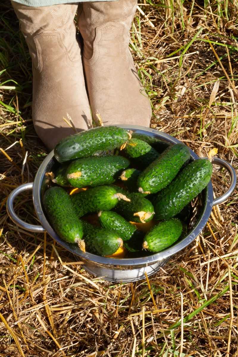 Cucumbers