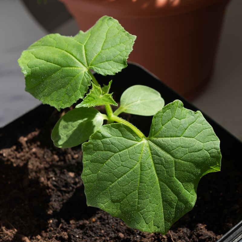 Cucumbers Cucumbers
