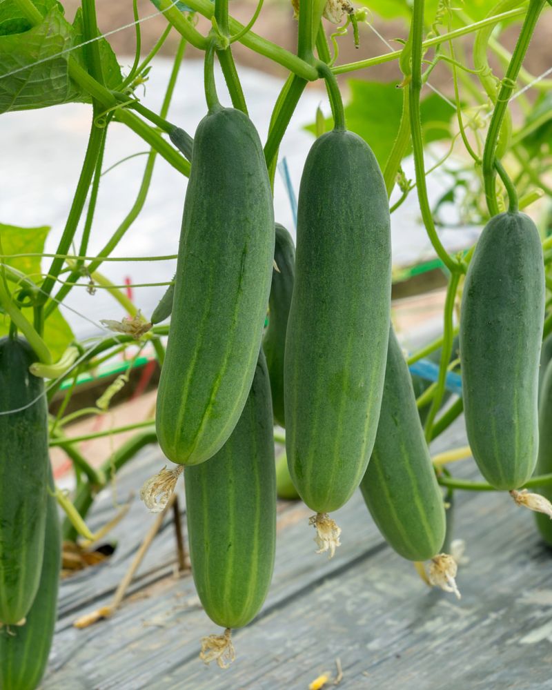 Cucumbers Cucumbers