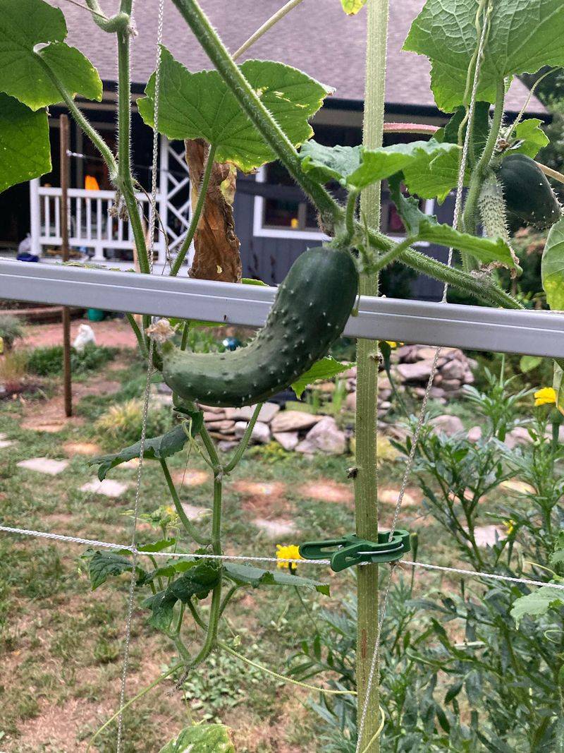 Cucumbers Are Growing Curved Or Misshapen