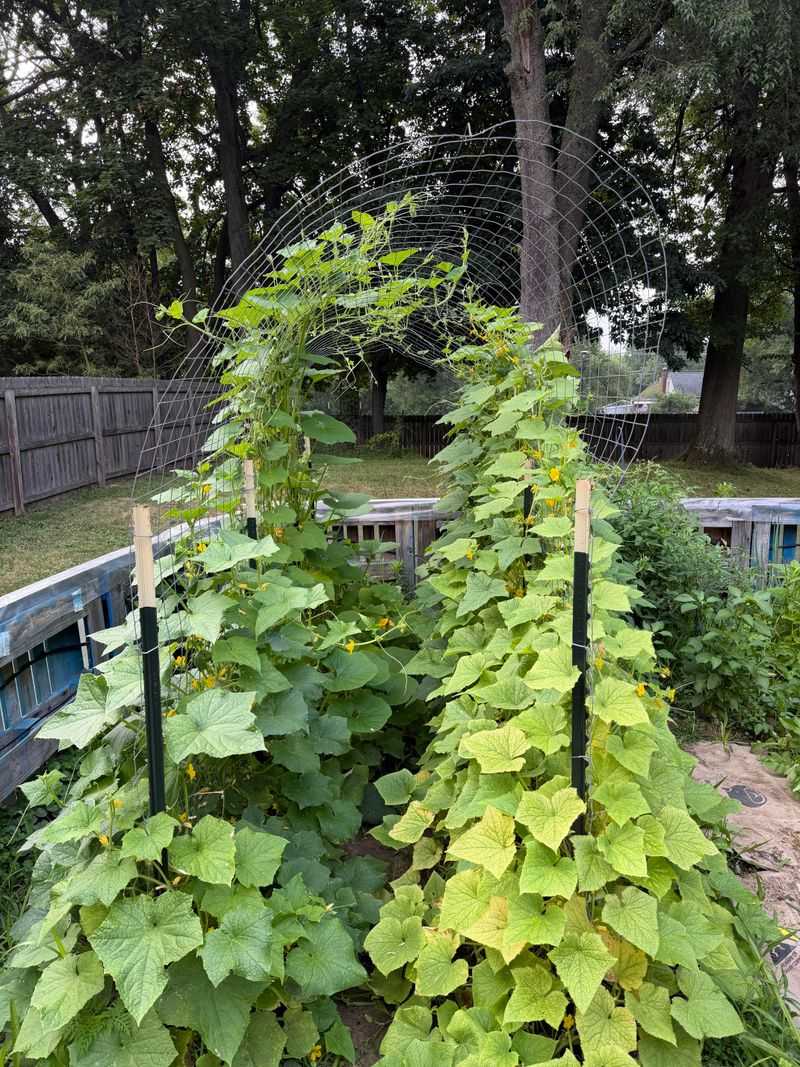 Cucumbers Race The Calendar