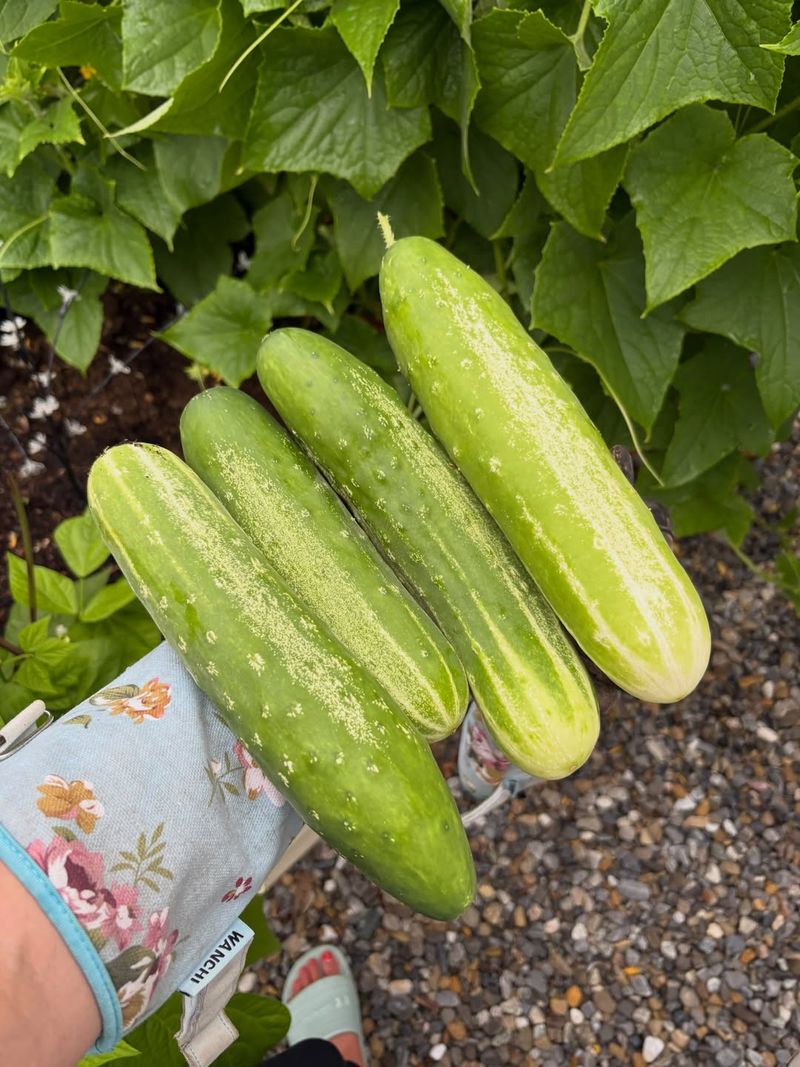 Cucumbers Should Be Harvested Four Or Five Times Each Week