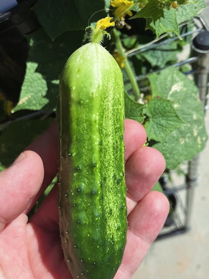 Cucumbers Should Be Picked Before Yellow Coloring Appears