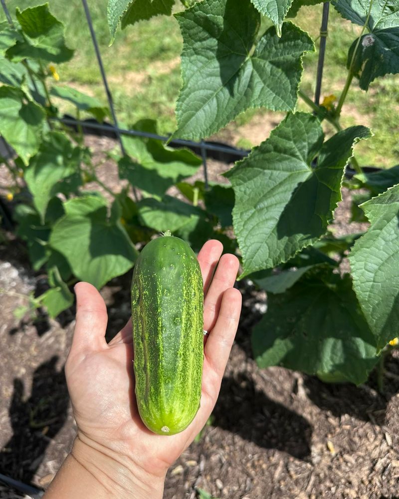 Cucumbers Should Be Removed Without Disturbing The Vine