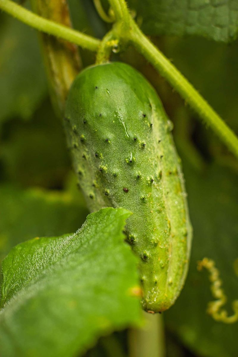 Cucurbitacins Cause The Bitter Taste Cucurbitacins Cause The Bitter Taste