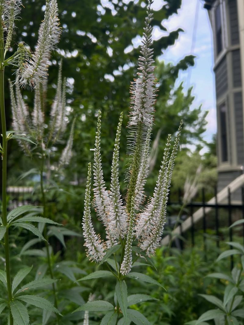 Culver's Root Is Native To Michigan