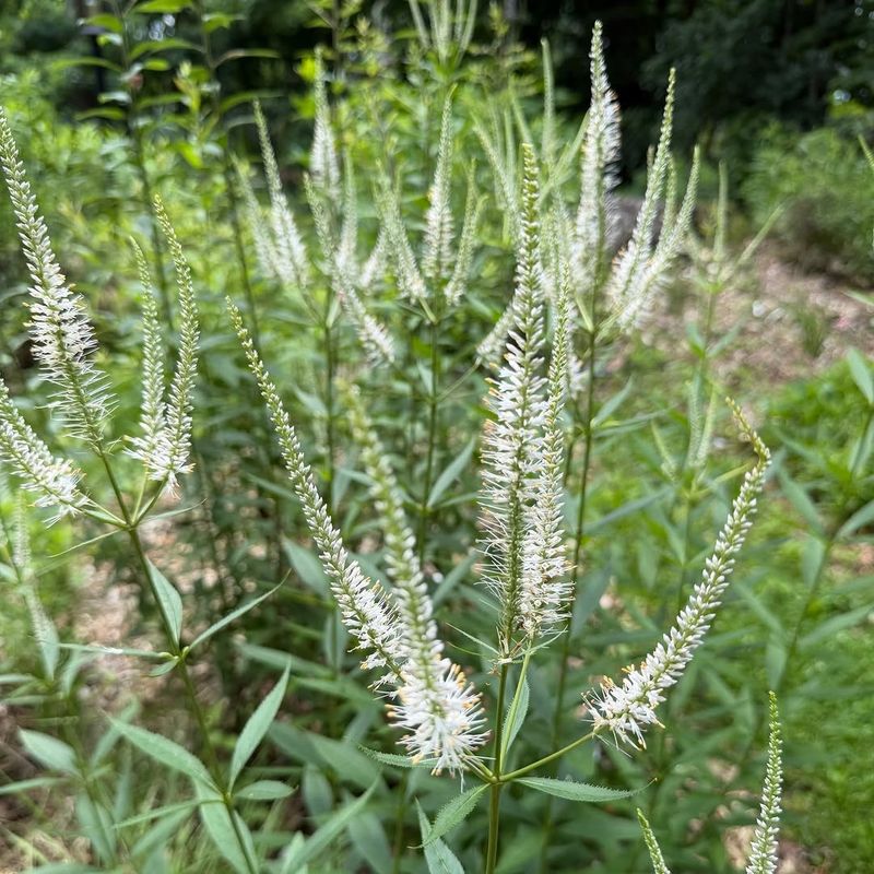 Culver's Root Culver's Root