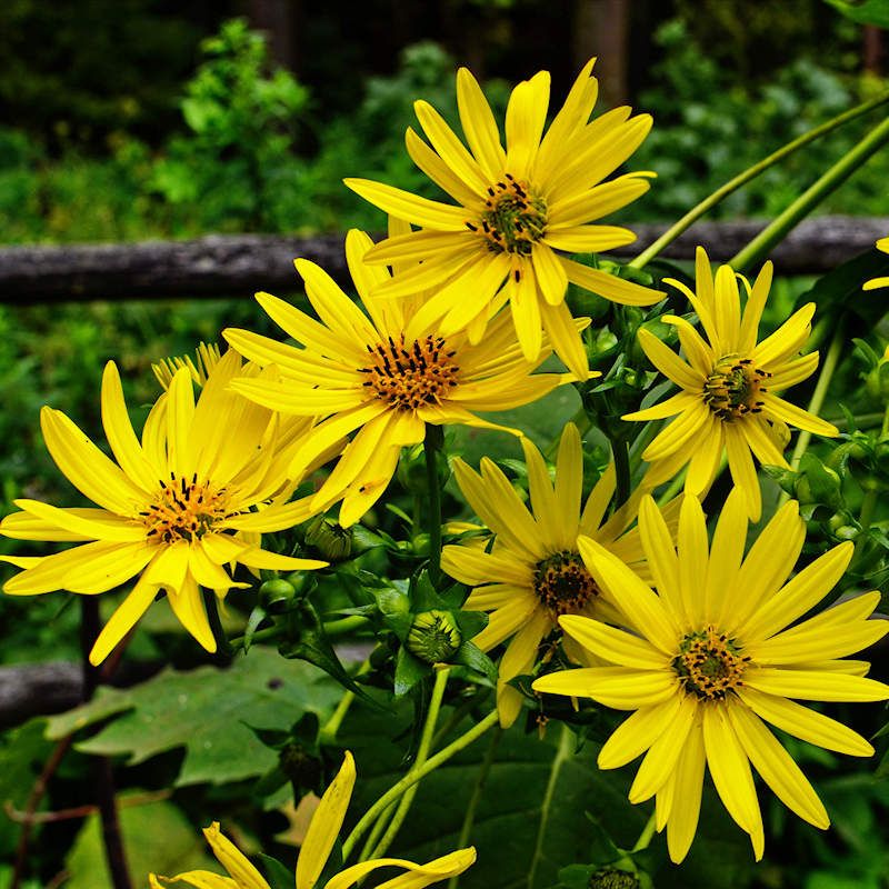 Cup Plant Brings Bold Height And Structure