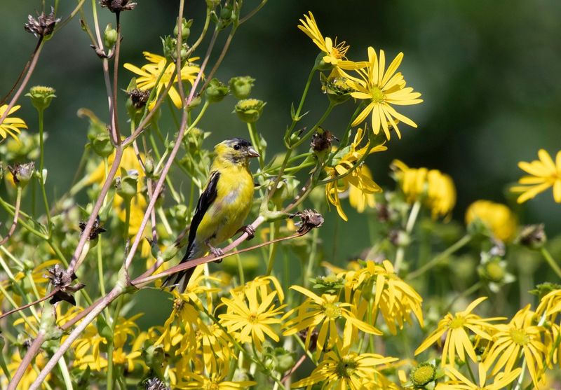 Cup Plant Is The Native Michigan Pick