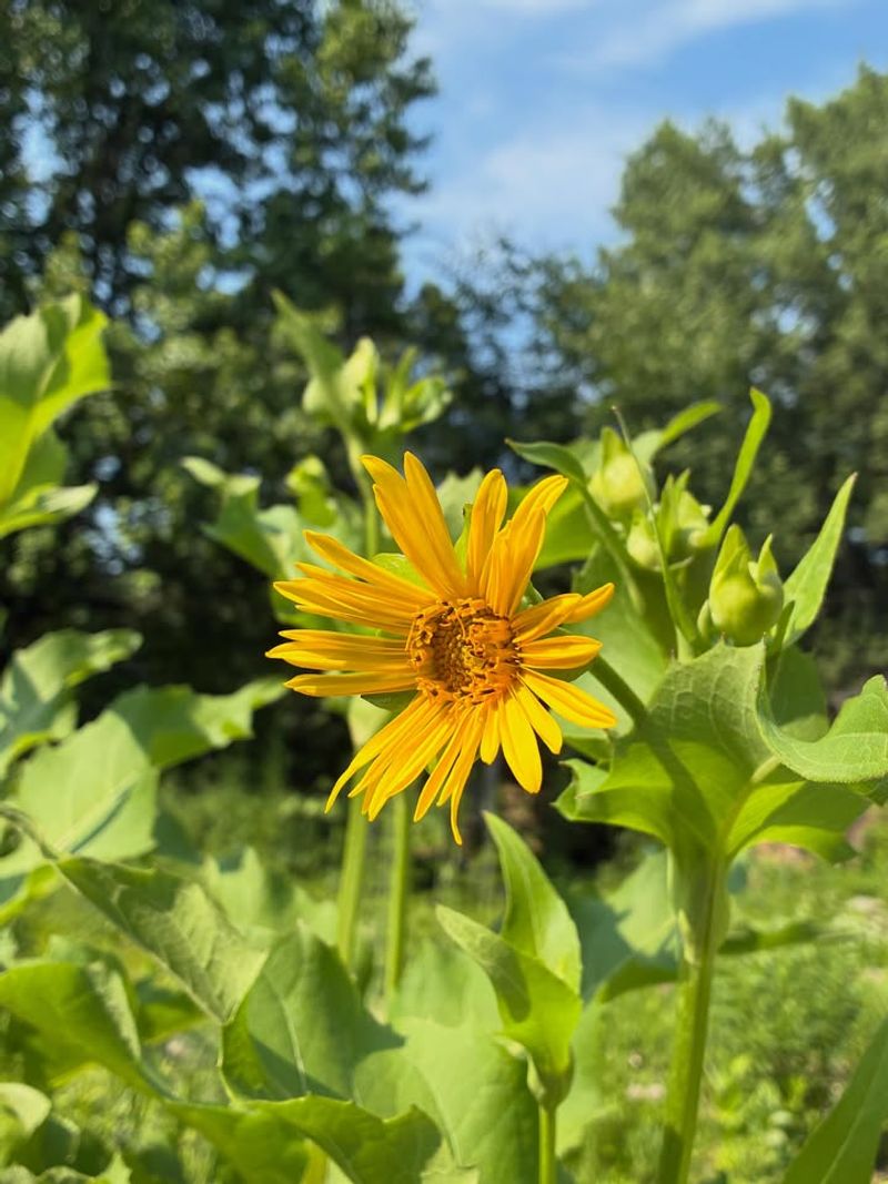 Cup Plant Keeps Tall Borders Colorful In August