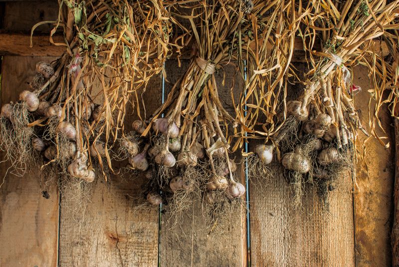 Cure Garlic In A Dry Shaded Airy Spot Cure Garlic In A Dry Shaded Airy Spot