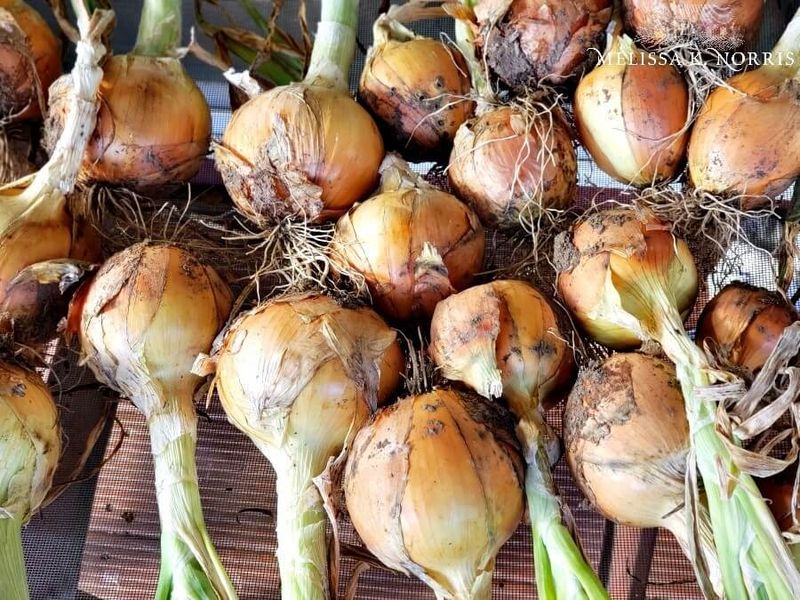 Cure Onions At Room Temperature For Two To Four Weeks Cure Onions At Room Temperature For Two To Four Weeks