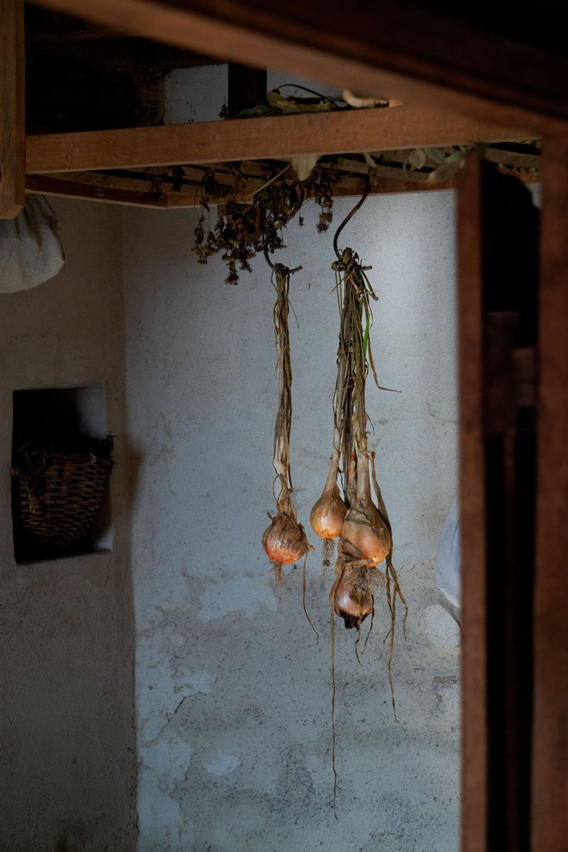 Curing After Harvest Adds A Few More Weeks Before Storage Curing After Harvest Adds A Few More Weeks Before Storage