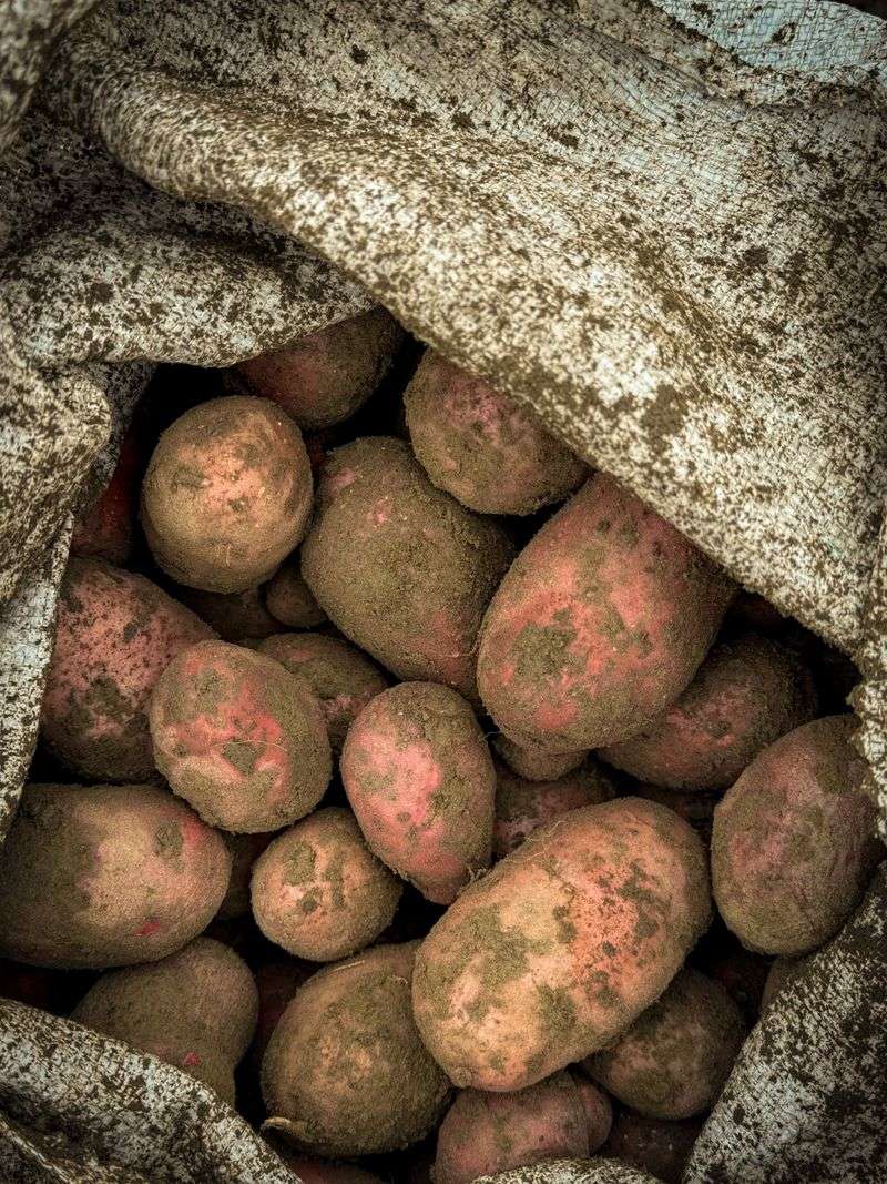 Curing And Storing Your Potatoes Curing And Storing Your Potatoes