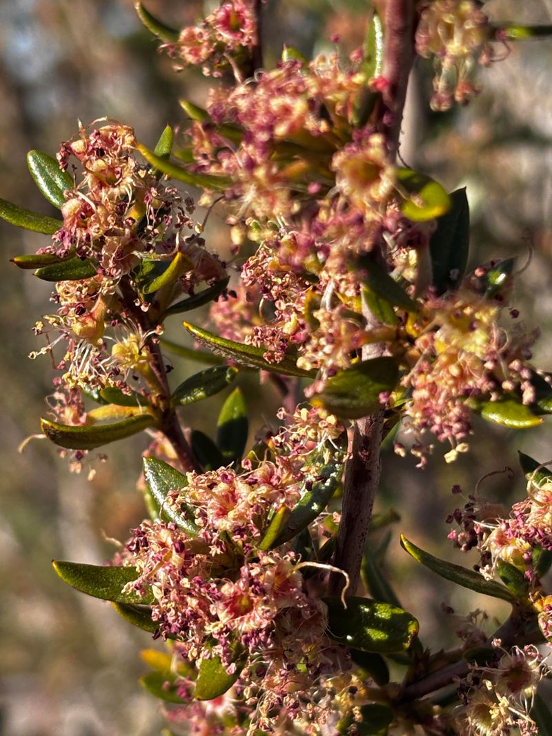 Curl Leaf Mountain Mahogany Takes The Wind