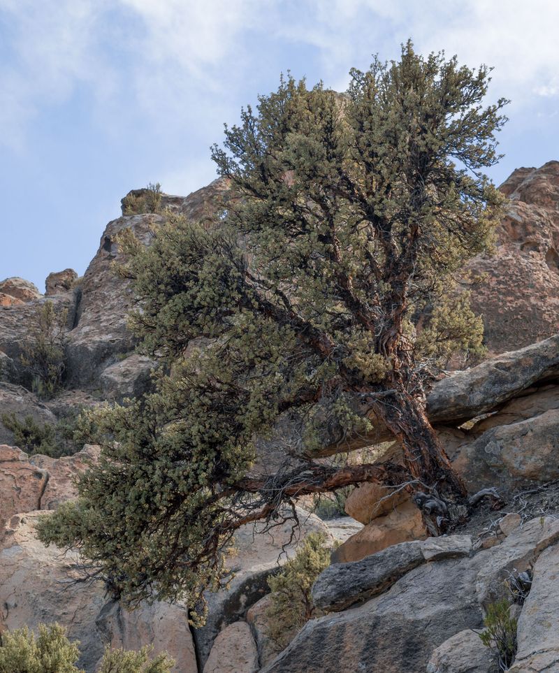Curl-Leaf Mountain Mahogany