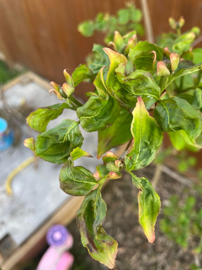 Curled Leaves Often Follow Prolonged Heat Curled Leaves Often Follow Prolonged Heat