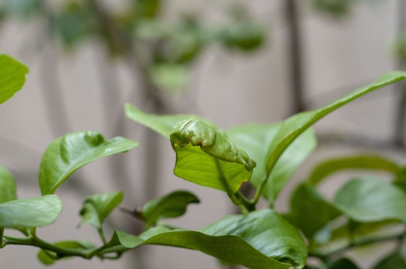 Curled New Growth Can Be An Early Clue