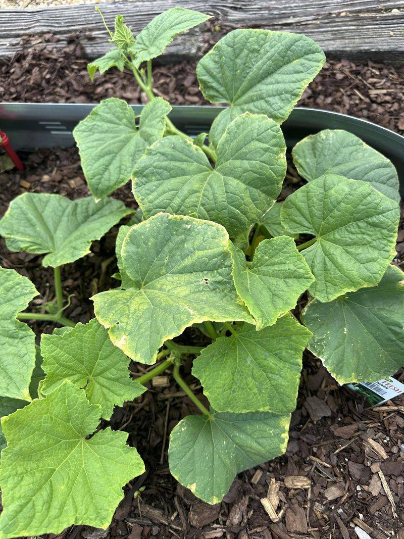 Curling Or Cupping Shows On Leaf Edges Curling Or Cupping Shows On Leaf Edges