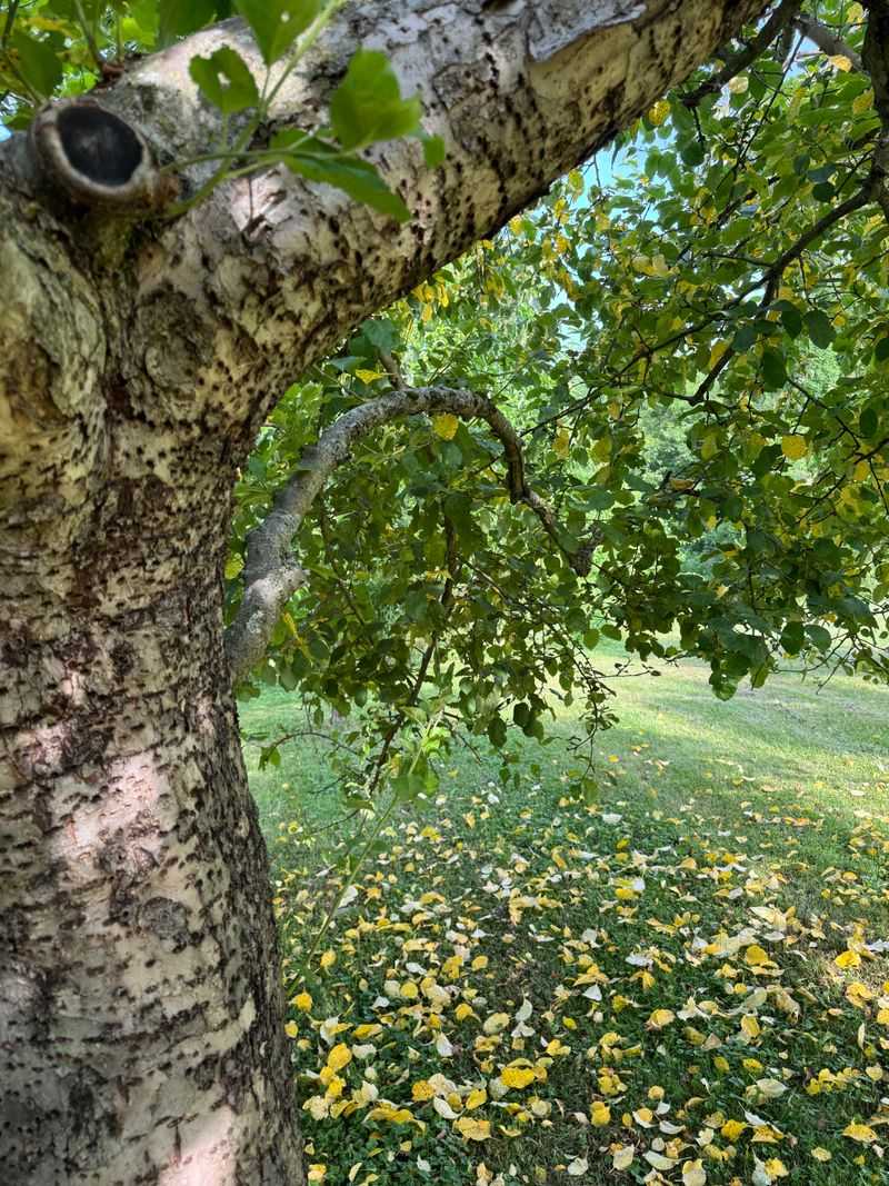 Current Leaf Loss Is Managed Mainly Through Future Prevention