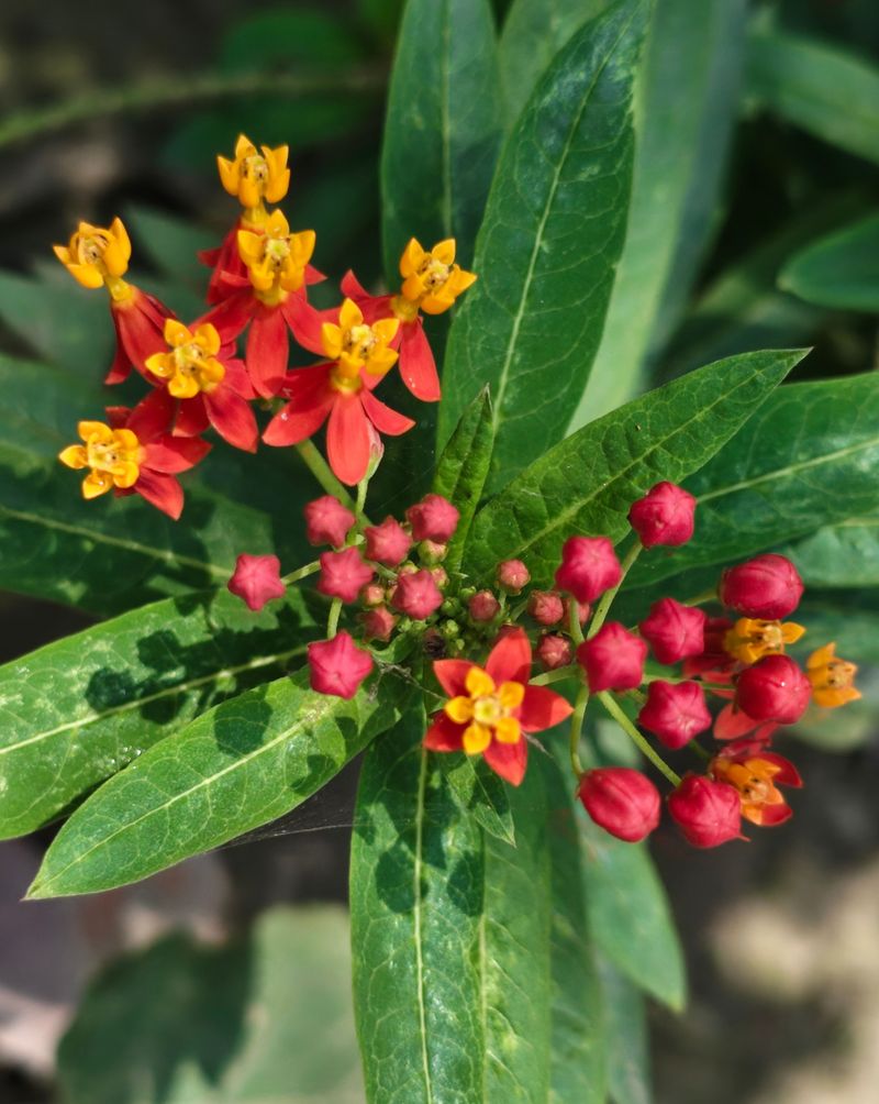 Cut Back Any Tropical Milkweed By August Cut Back Any Tropical Milkweed By August