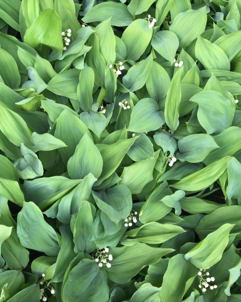 Cut Back Foliage Before It Seeds
