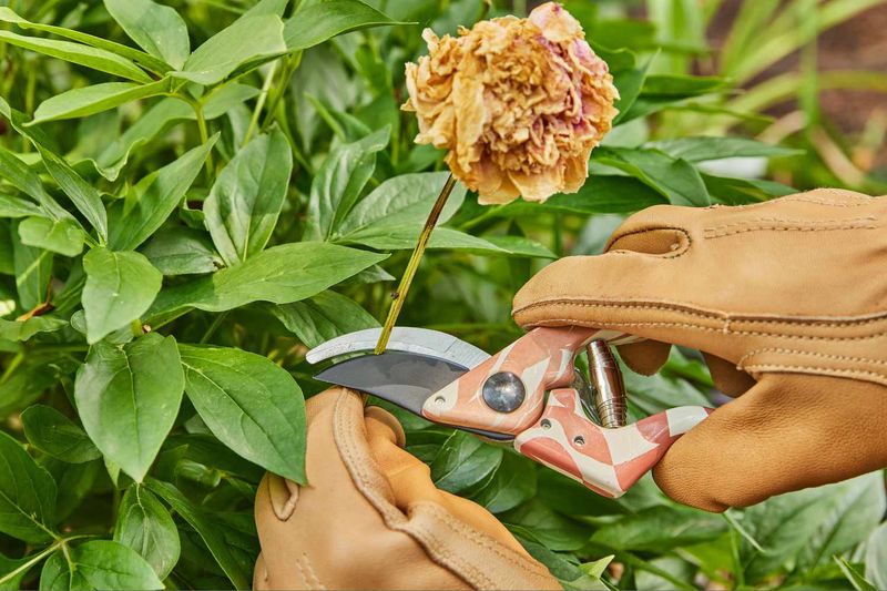 Cut Back Foliage Only After It Begins To Fade Cut Back Foliage Only After It Begins To Fade